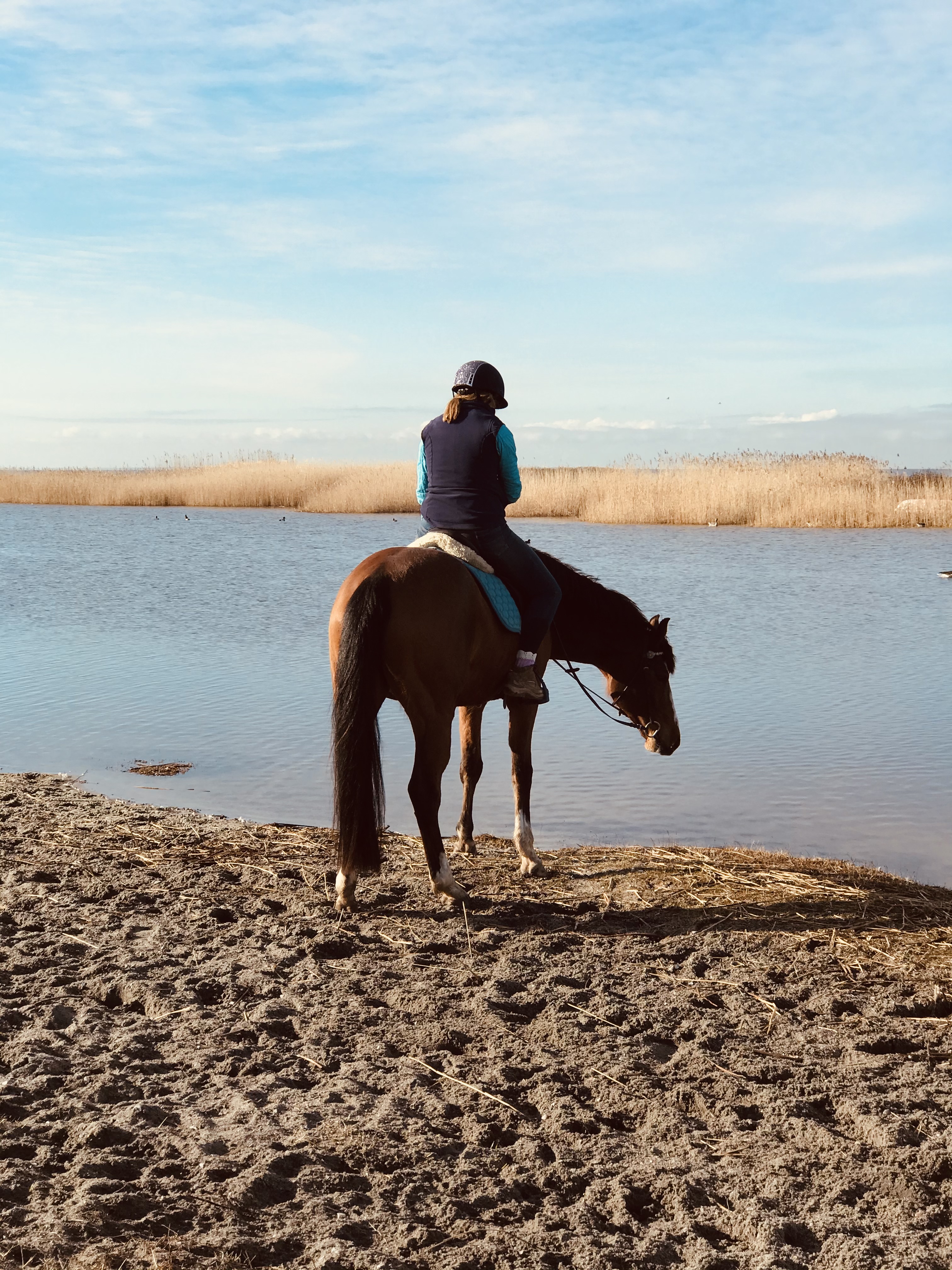 Matilde og hendes hest i arbejde
